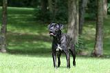 CANE CORSO 1156